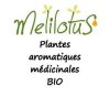 Mélilotus